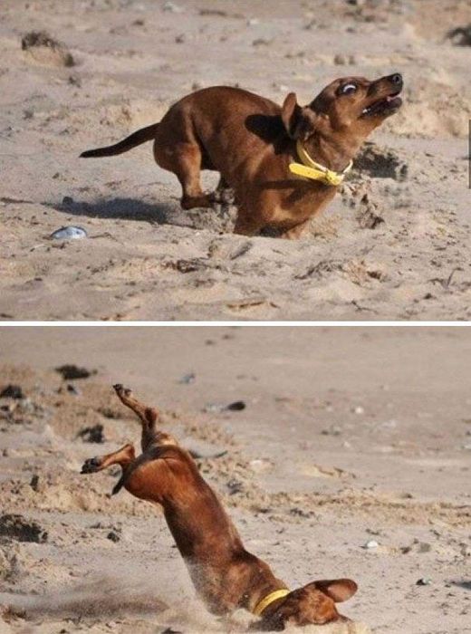 33 Фото самых нелепых моментов из жизни собак