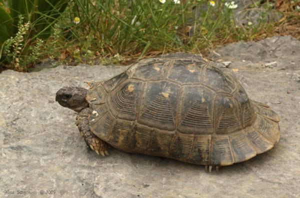 Справочник наблюдателя за земными существами. китайская трехполосная коробчатая черепаха